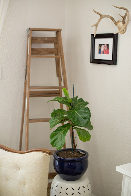 Fiddle Leaf Fig Tree