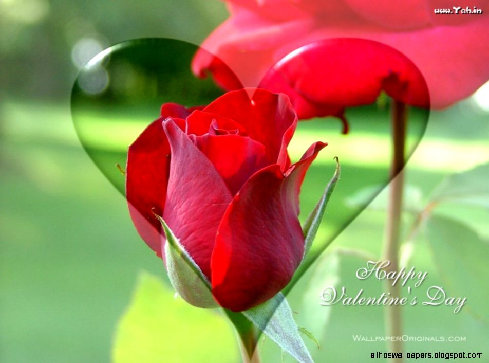 Happy Rose day Best Hd wallpapers free download GOOD NIGHT