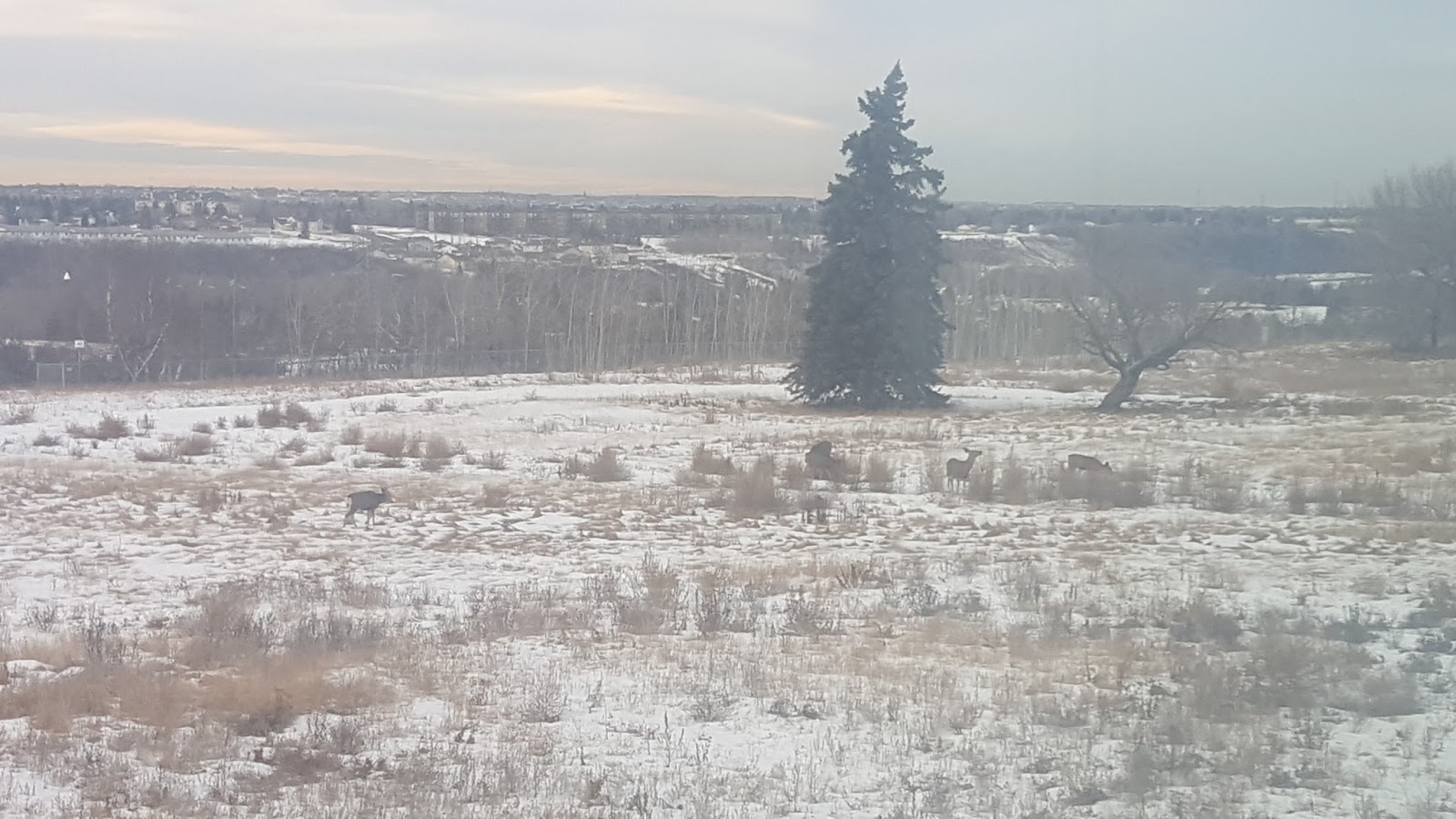 Chemjobber January 2017