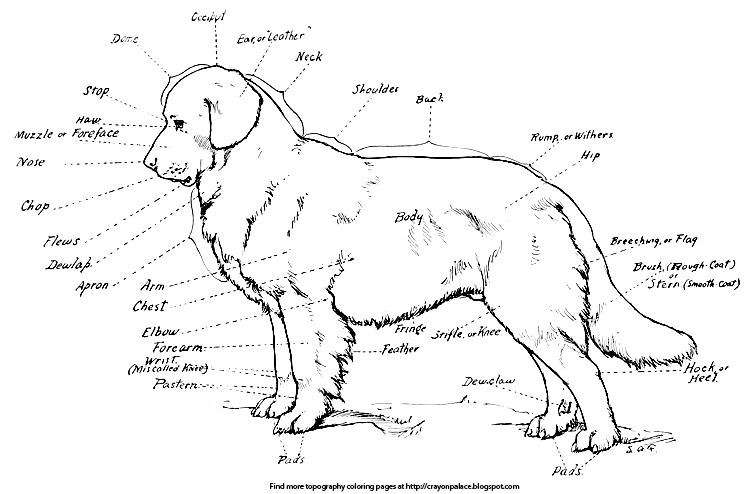 Download Topography of a Newfoundland Dog | Crayon Palace