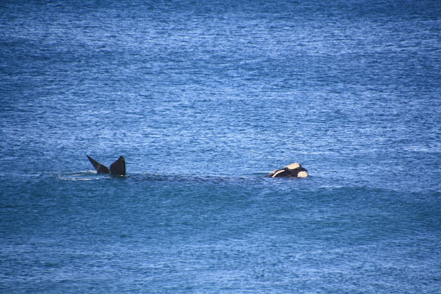 Logans Beach Whale Nursery
