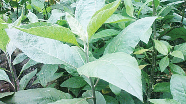 28 Proven Health Benefits Of Bitter Leaf (No. 1 & 2 Very Surprising)