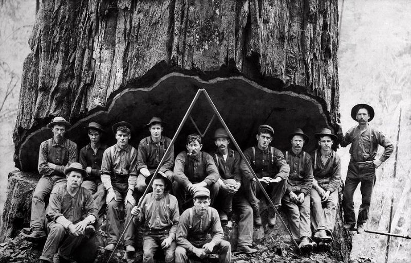 20 Vintage Photos of Lumberjacks Who Felled Big Trees Using Only Hand