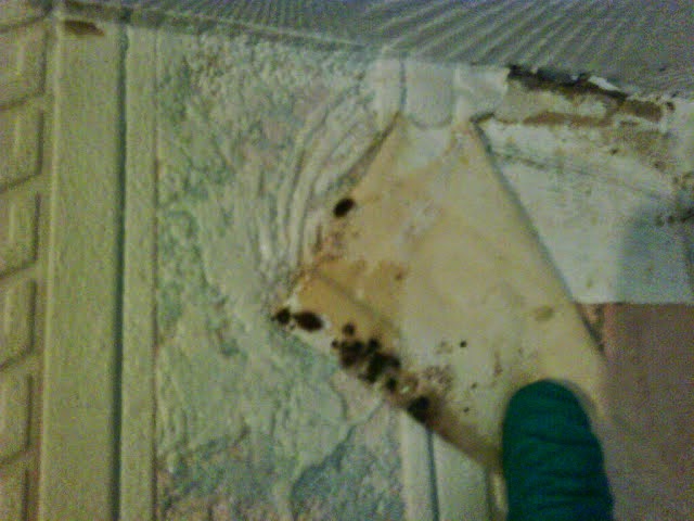 Bed bugs behind loose wallpaper
