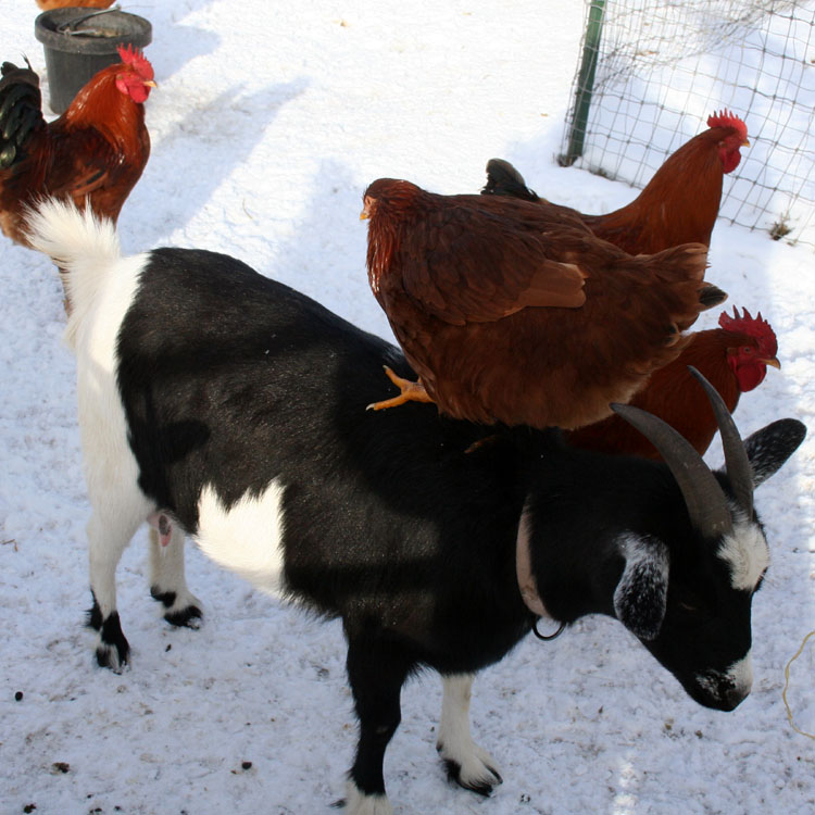 The Maaaaa of Pricilla Stupid Chickens Can't Take Direction