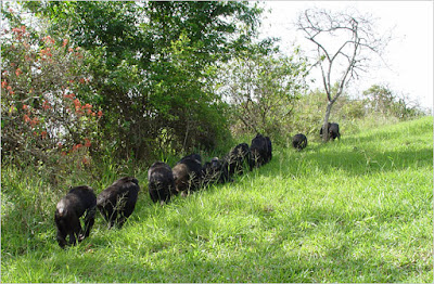 chimpanzees patrolling