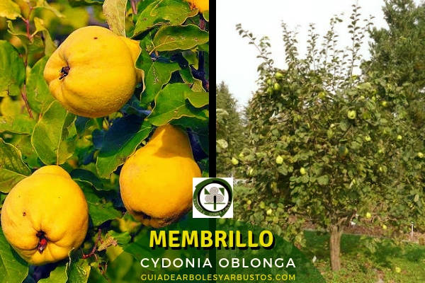 GUÍA DE ÁRBOLES Y ARBUSTOS DE LOS BOSQUES COMESTIBLES: El Membrillo