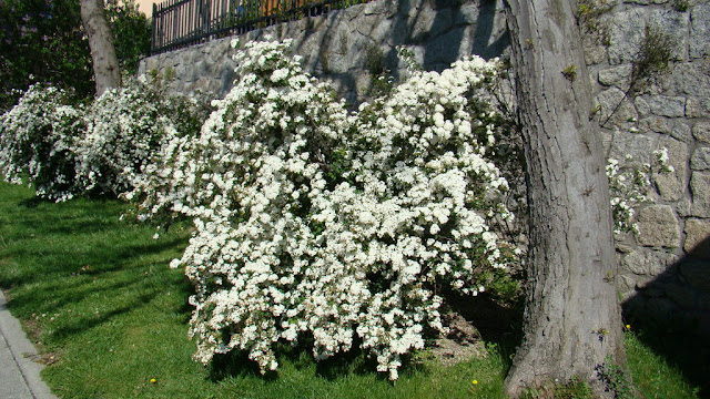 Espirea o espirea de Vanhouttei (Spiraea x vanhouttei).