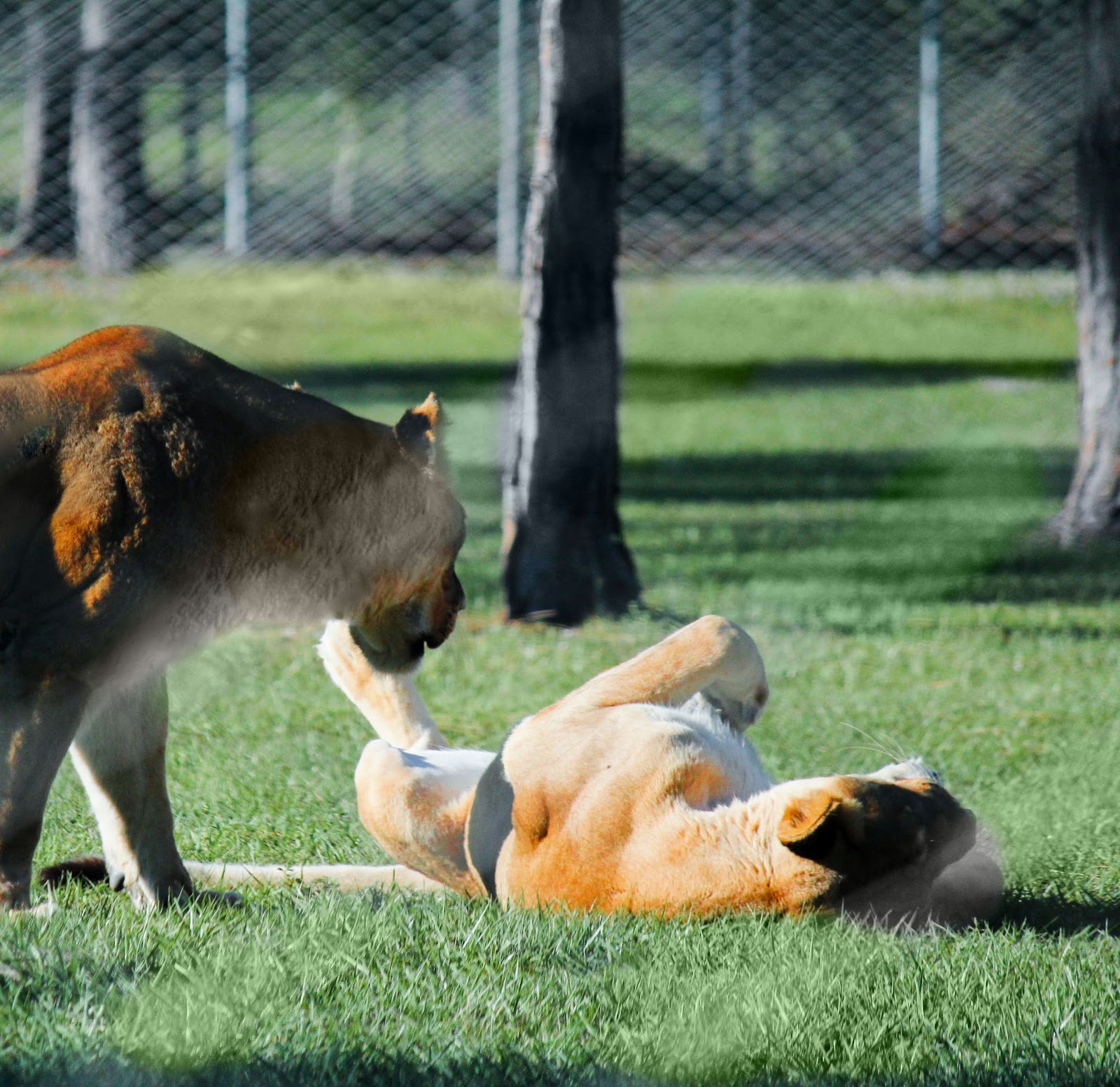 lion country safari precio de entradas lion country safari precio de entradas