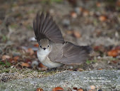 公園のニシオジロビタキ