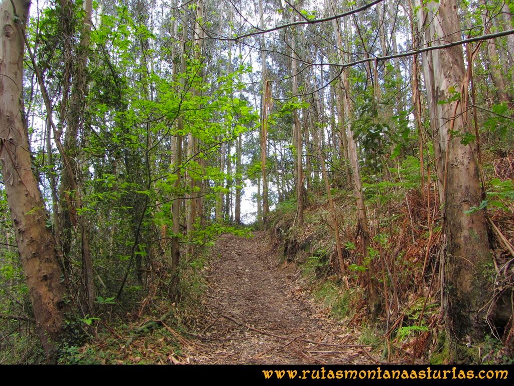 Senda Verde Camocha - Pico Sol - Piles: Atravesando una zona de eucaliptos