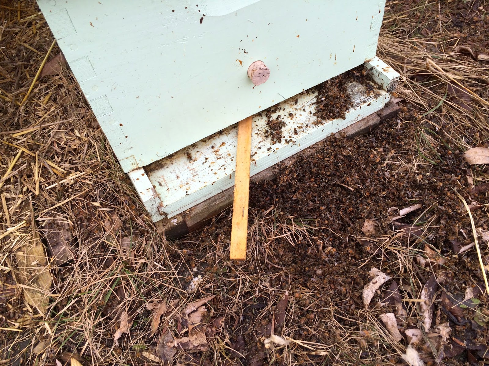 HONEY BEES AN ADVENTURE Early Pollen in Minnesota!