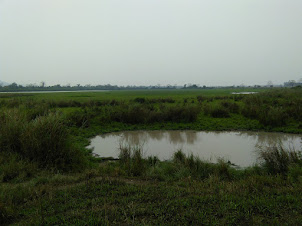 Small ponds inside Kaziranga national park.