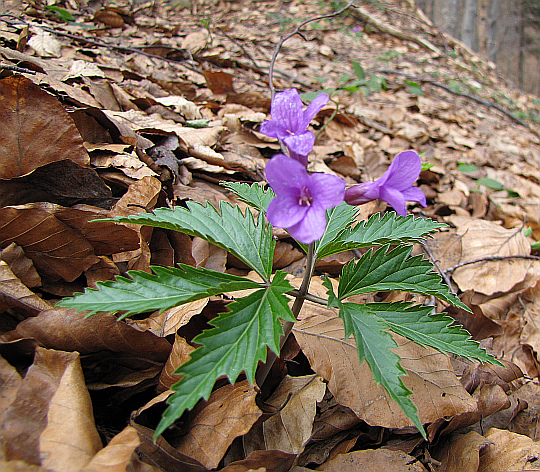 Żywiec gruczołowaty (Cardamine glanduligera).