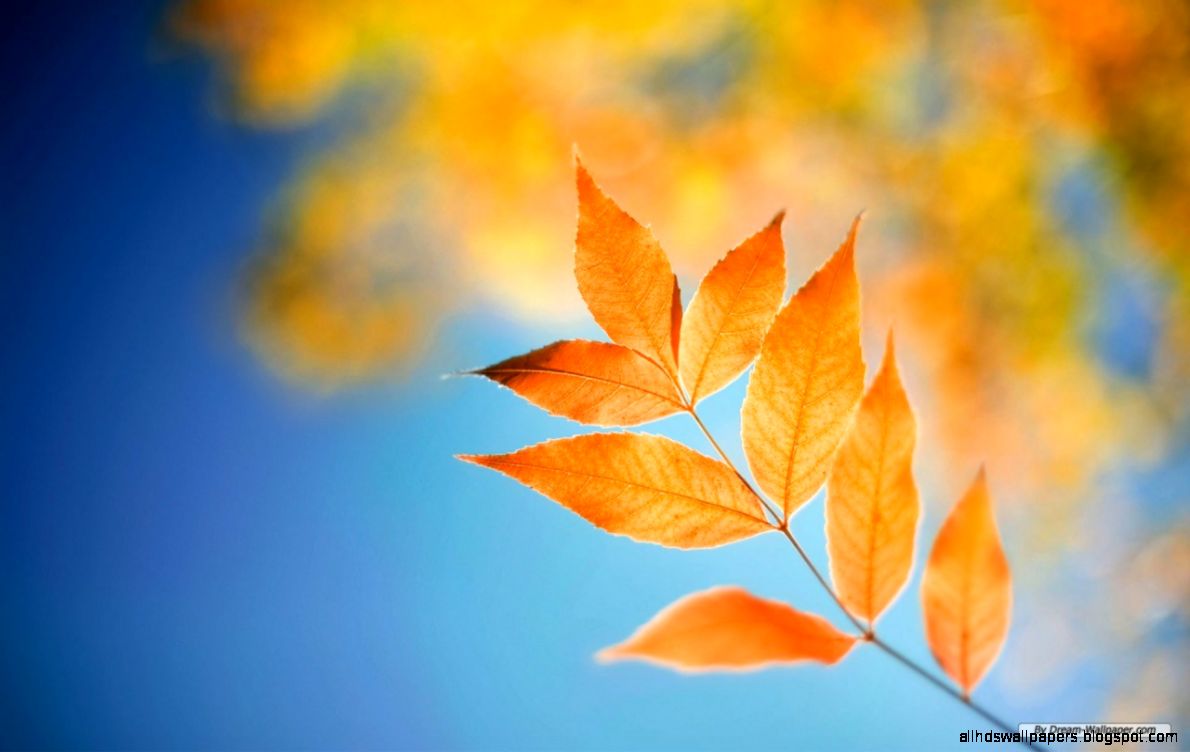 hd wallpapers windows 8 nature pictures