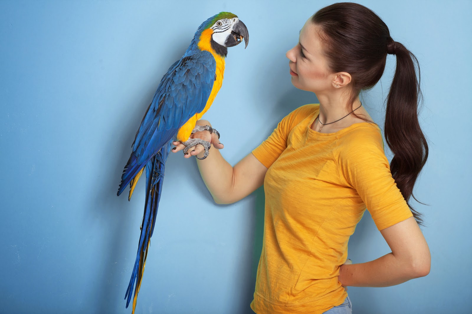 Девочка ара. Самый красивый клип. Попугай ара на плече. Попугай ара девочка. Девушка с попугаем ара.