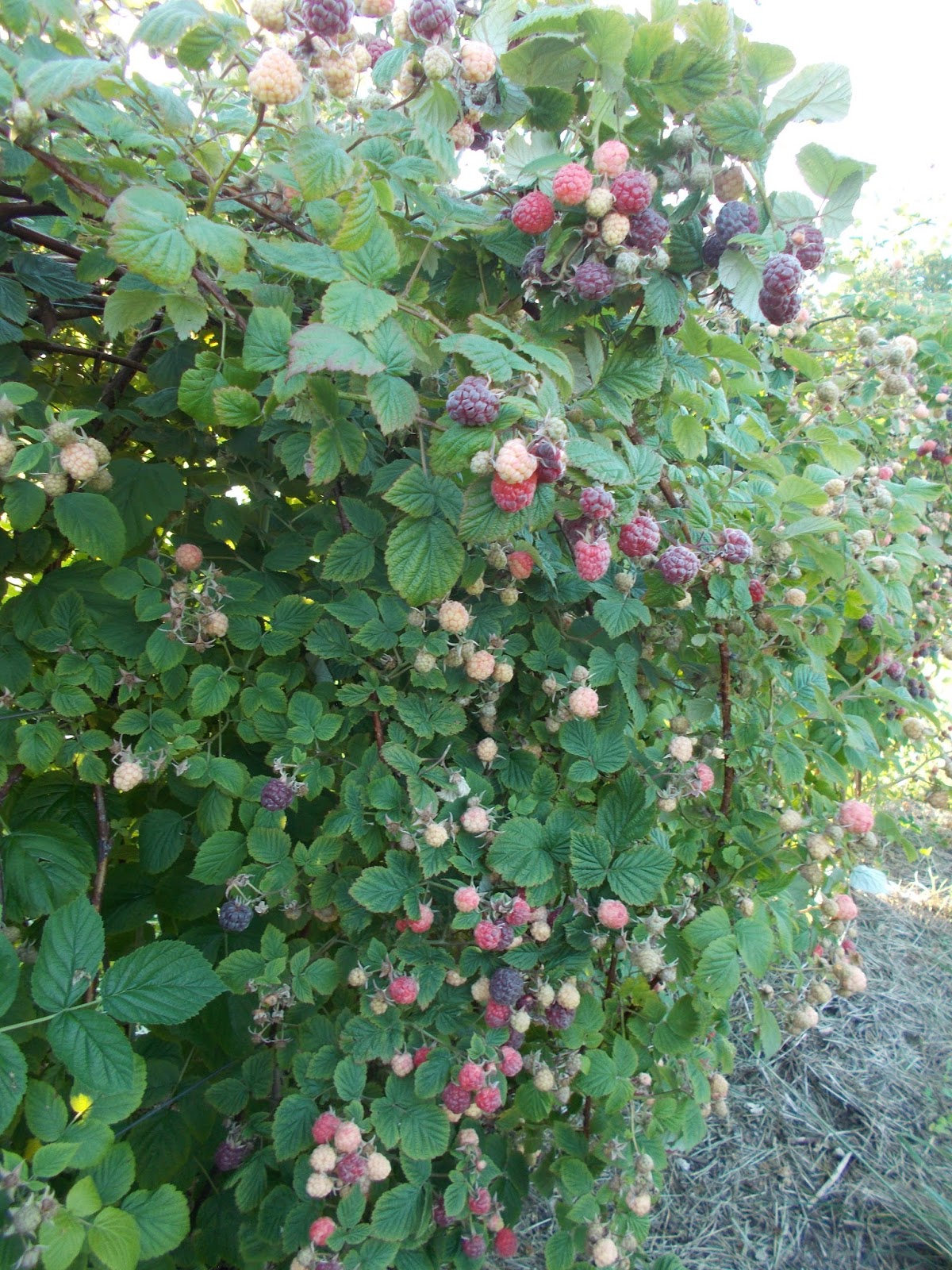 Brenda�s Berries &amp; Orchards Four Types of Raspberries