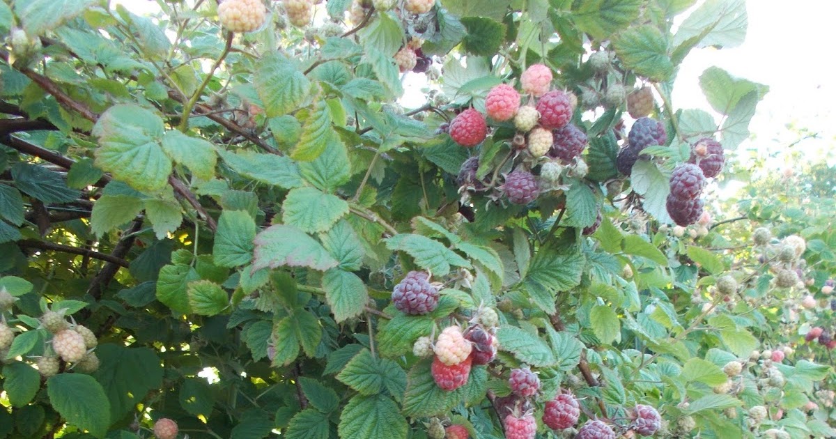 Brenda's Berries & Orchards Four Types of Raspberries Ripe Now