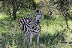 a startled zebra