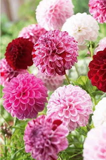 dahlias-de-diferentes-colores