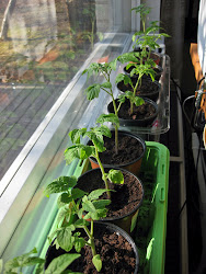 ammonia poop chicken smell smells manure onshore why money plants inside methane lot