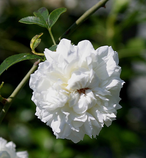 The Consummate Gardener Florida Gardening And More 2017 Growing Roses In Florida Choosing A Rose Rootstock