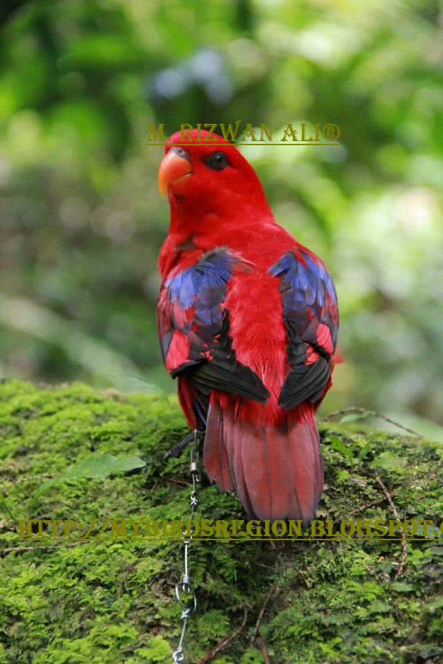 My Birds Region: RED LORIES