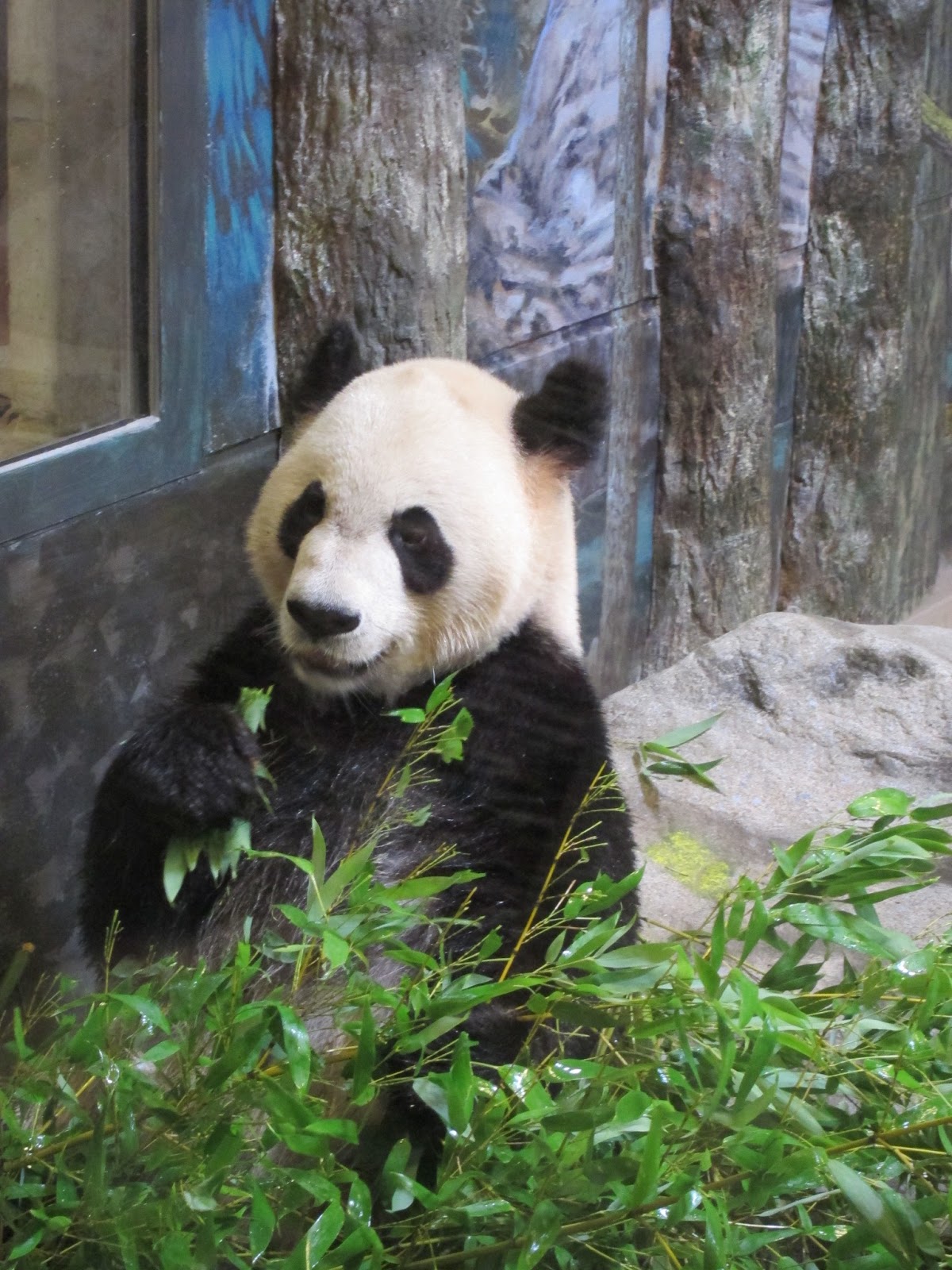 Josh's Blog. The Pandas at the Toronto Zoo