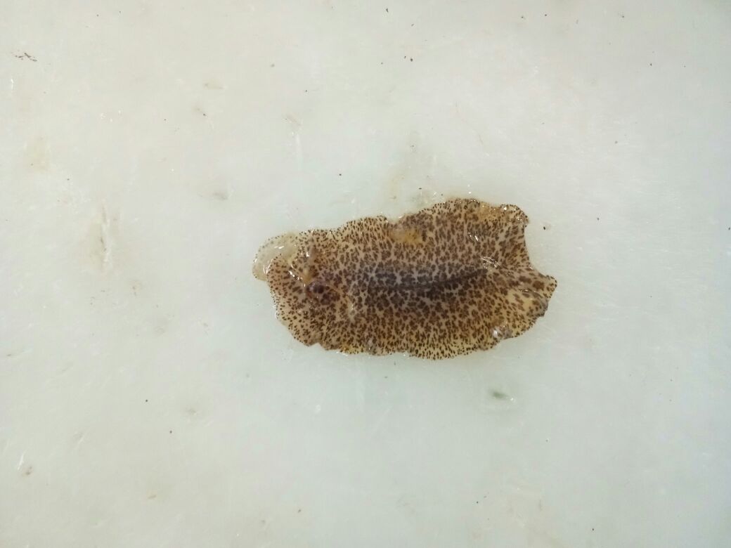 Laporan filum platyhelminthes, Laporan filum platyhelminthes Bélféreg: okok, tünetek, kezelés