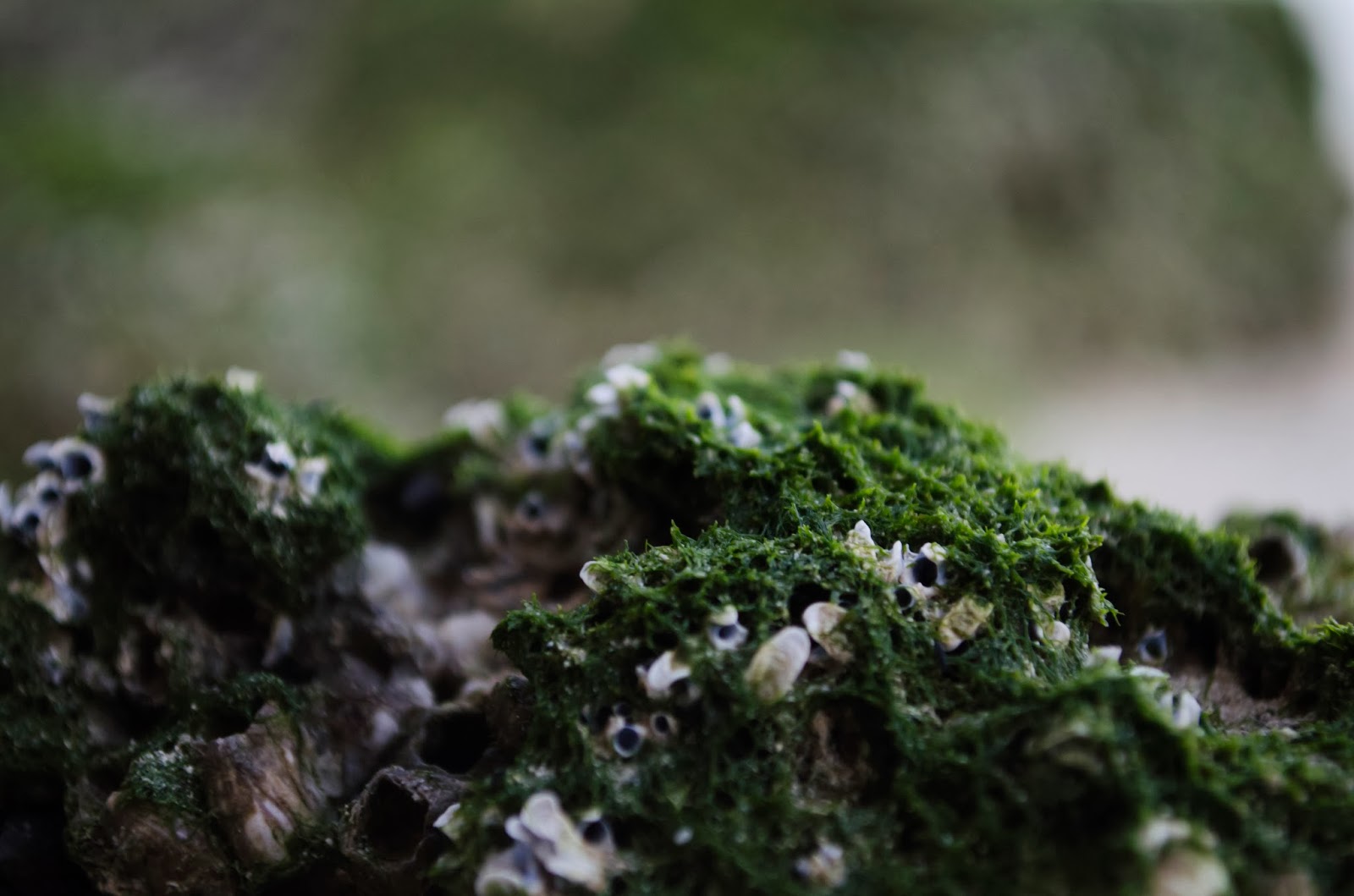 Green fungus on a Mangroves Rock - Photo by Adham Al Oka