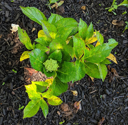 image of a hydrangea plant with no blooms yet