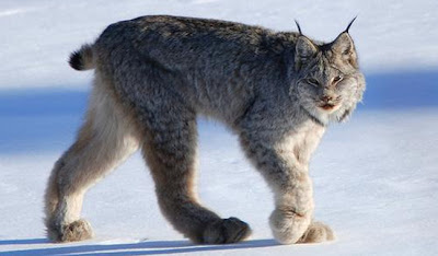 Lynx Kanada Gambar