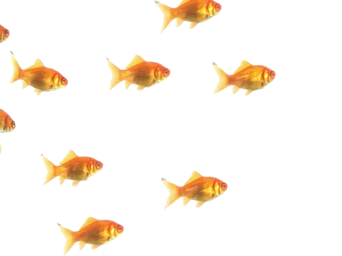 Resultado de imagen de gifs animados estanque de  peces