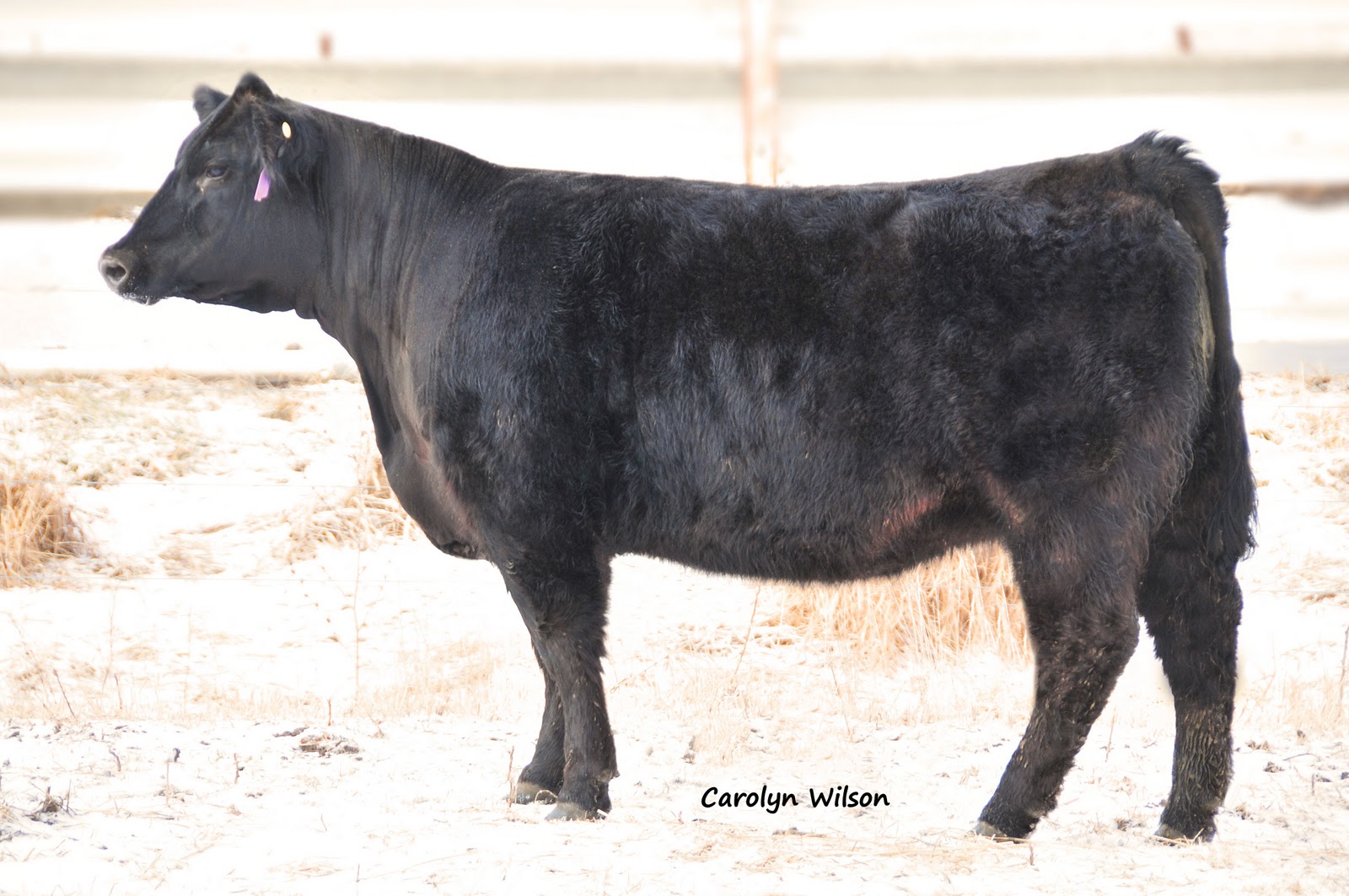 DIAMOND G CATTLE CO. Lot 33 Trausch Farms Female Sale