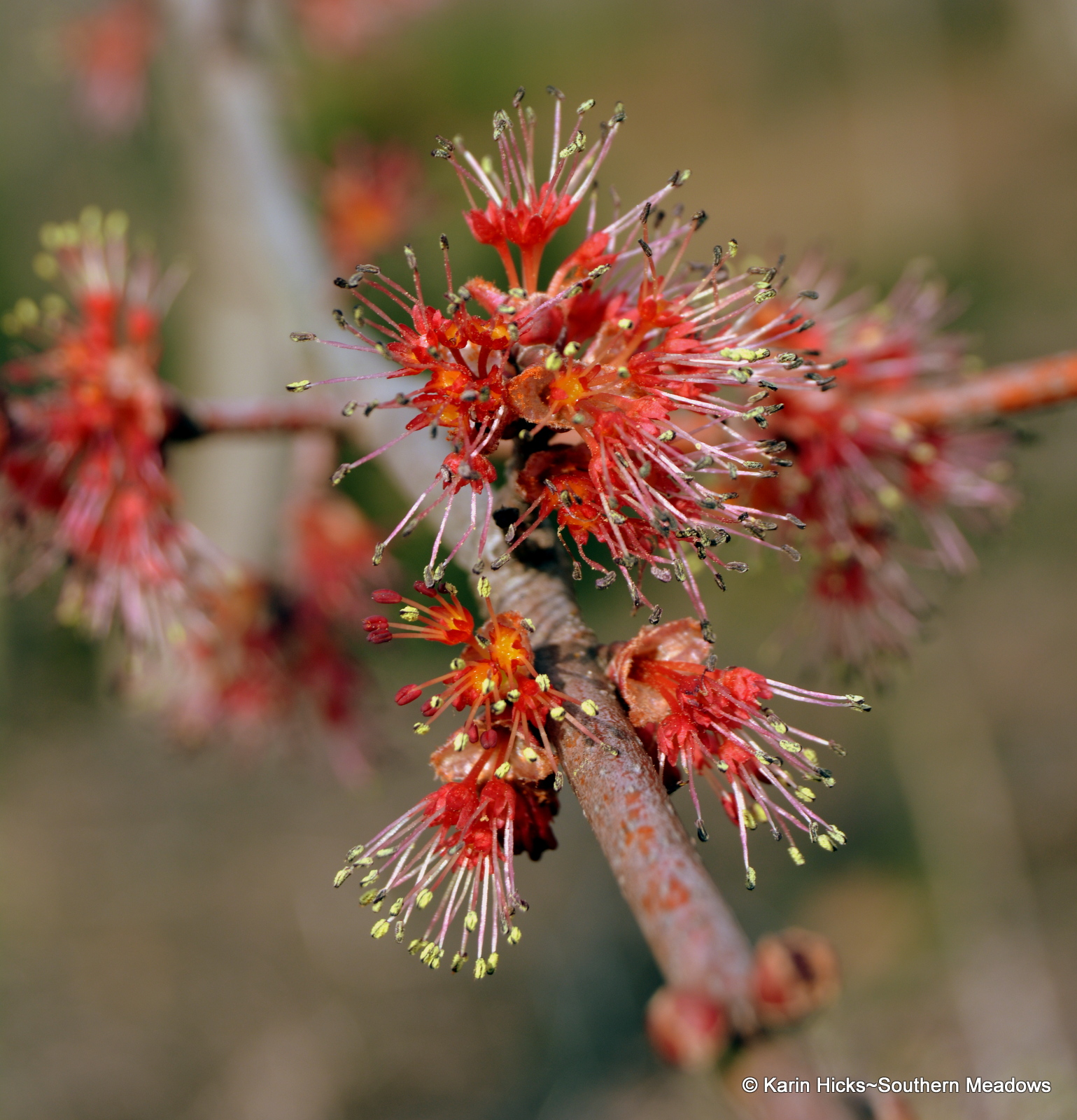 The Discreet Blooms of Early Spring