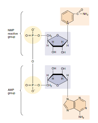 nicotinamide adenine dinucleotide (NAD+), coenzim