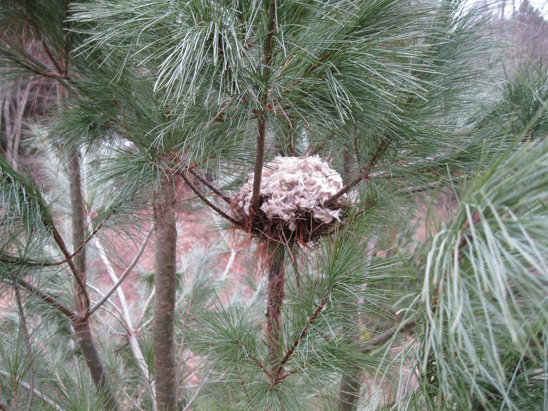 Plants and Stones First Tick Removal Of 2017