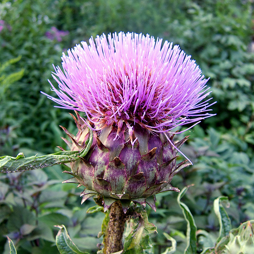 Artichoke Thistle Flower