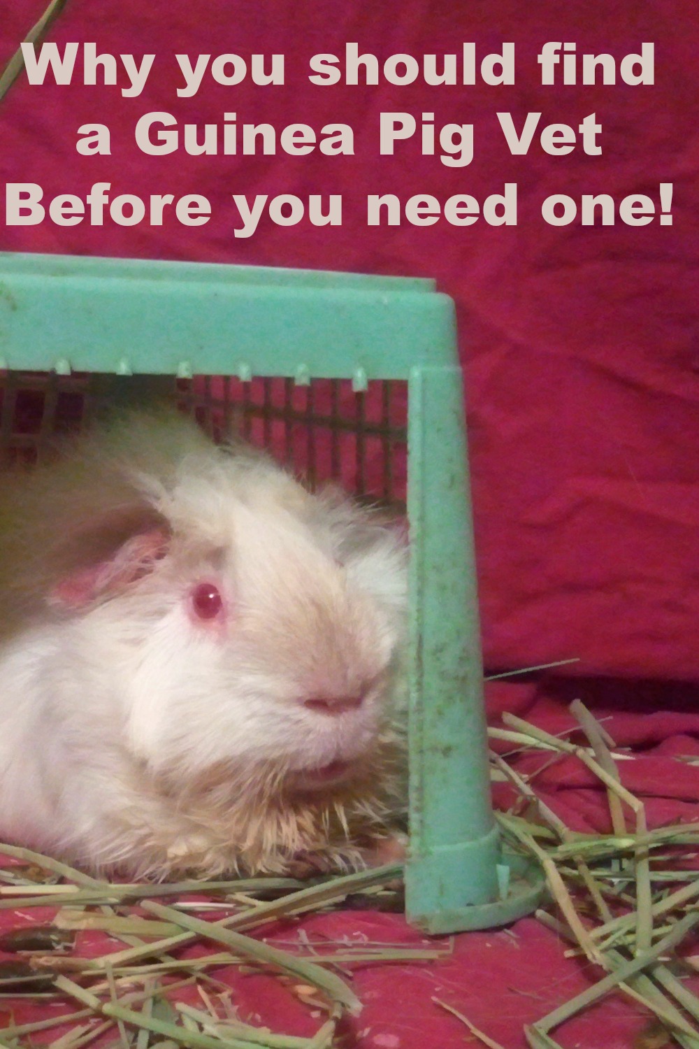 Guinea Pigs Rule Why You should find a Guinea Pig Vet BEFORE you need one