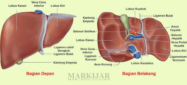 Hati merupakan organ ekskresi yang berperan dalam proses