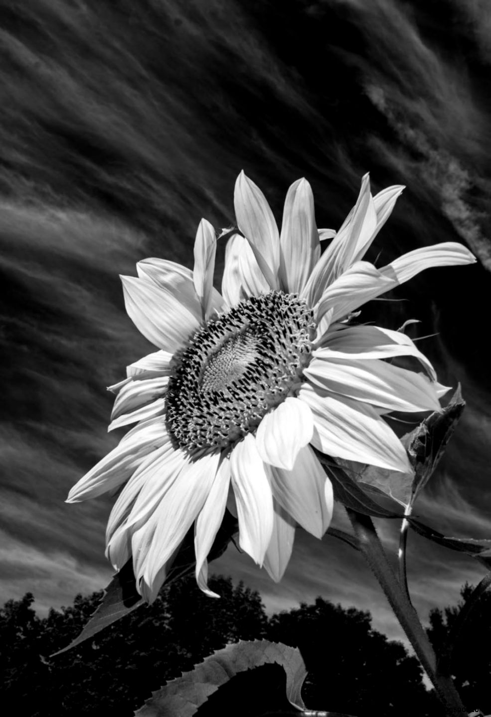 Sunflowers Tumblr Black And White