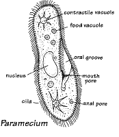 My Place!: Exemplars of Phyla of Protozoa