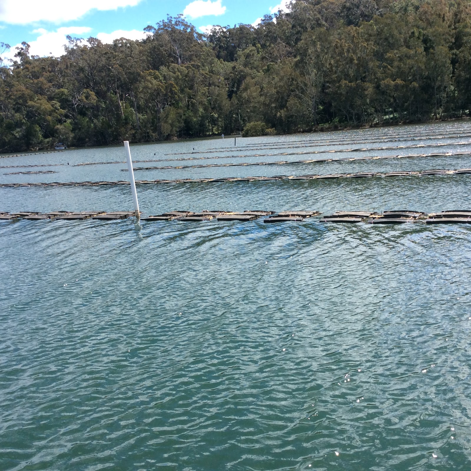 Mmanda Aqua Farming blog Oyster Farming at Narooma Bay, NSW, Australia