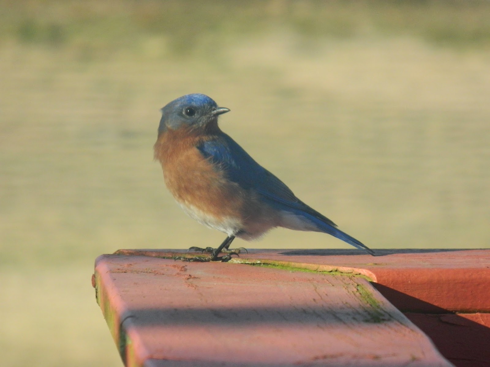 Foothills of the Great Smoky Mountains Birds & Maple Syrup