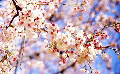 10 Nama Bunga  dalam Bahasa  Jepang yang Menarik untuk Diketahui