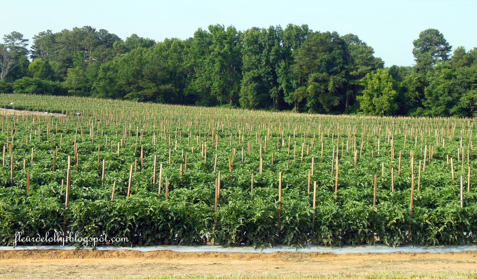 Fleur de Lolly Chandler Mountain Tomato Fields