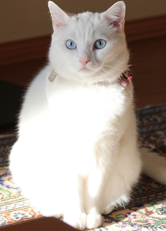 kızlarım&hellip; KEDİLER VE İNSANLAR