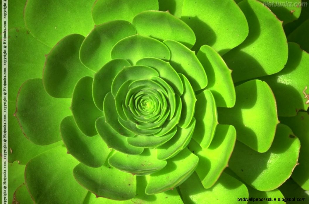 Background Wallpapers Of Green Flower Flower Wallpaper   Flower