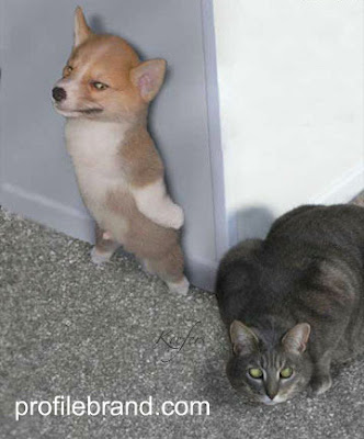funny cat picture - lolcat