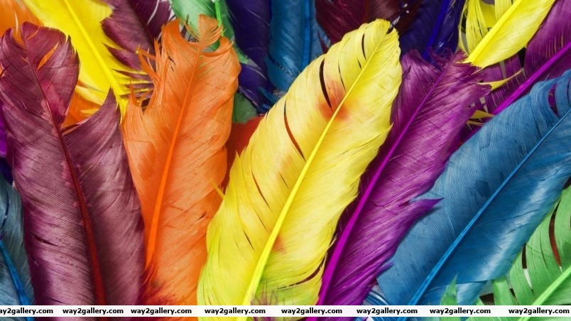 Colorful feathers wallpaper